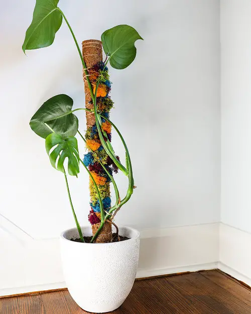 Indoor Plant StakeDecorative Moss Pole Stake
