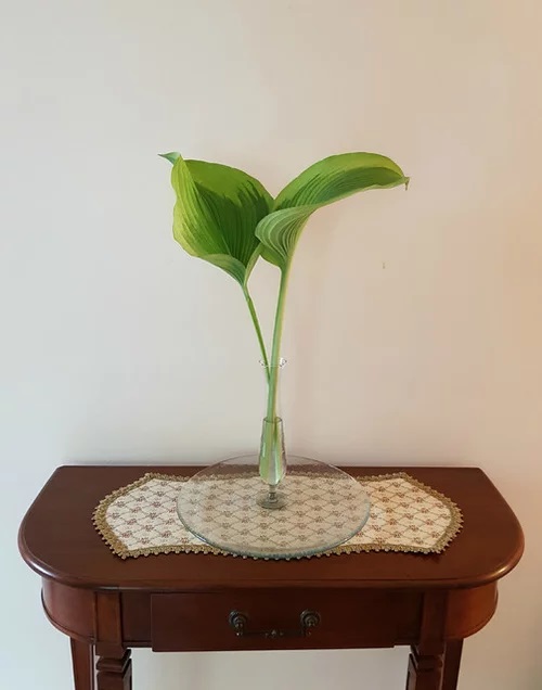 best Plant Cuttings for Interior Vases That Look Good