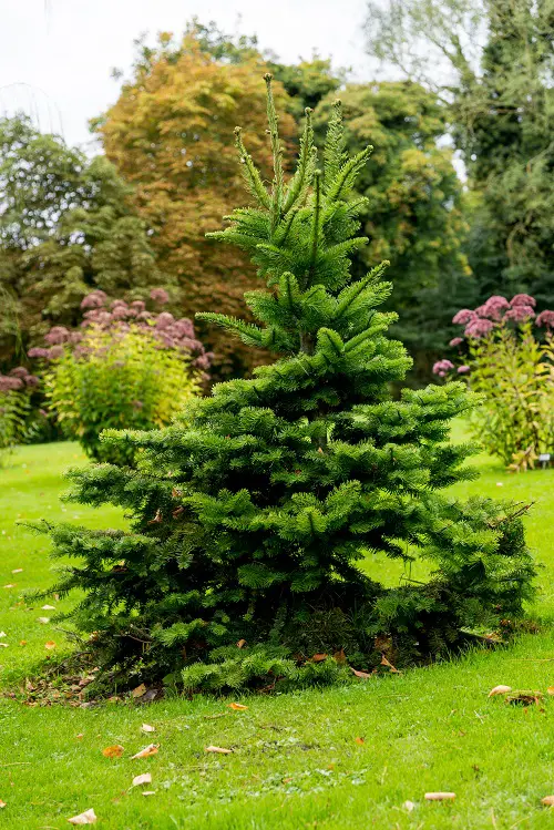 beautiful outdoor Christmas plants
