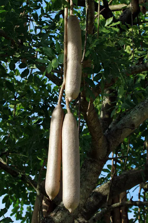 Adult Plants That Look Like They Come Straight Out of Porn World