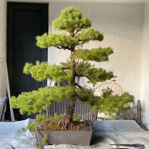 Norway Spruce with Parallel Leveled Branches Pictures 21