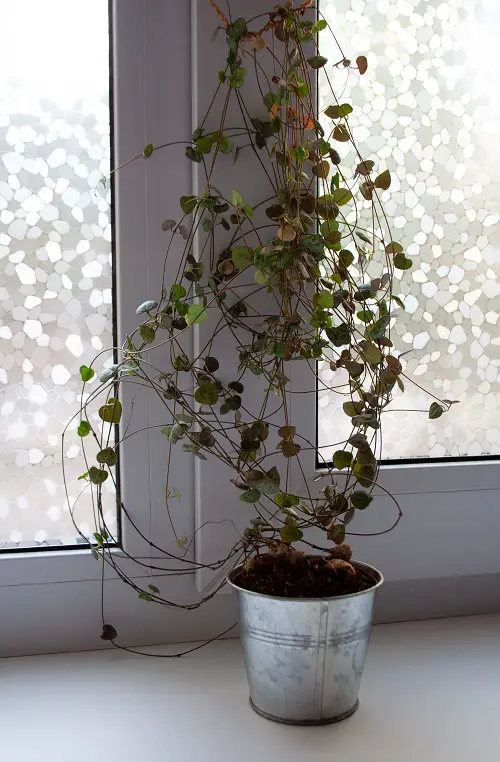 Trailing Houseplants near Window
