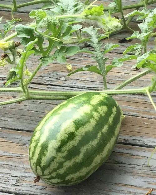 best Various Watermelon Varieties You Can Plant