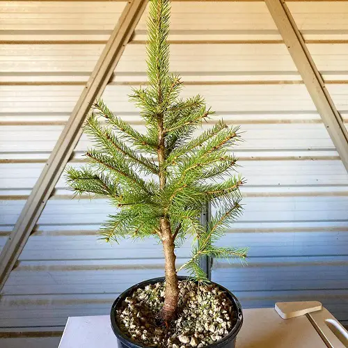 Norway Spruce in Gravel Pot picture