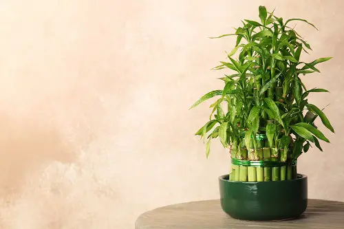 Small Houseplants