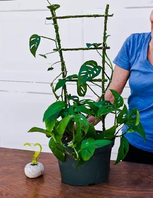 Indoor Plant Moss and Bamboo Stake