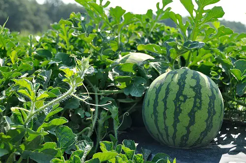 beautiful Various Watermelon Varieties You Can Plant