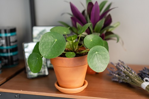 best Small Houseplants