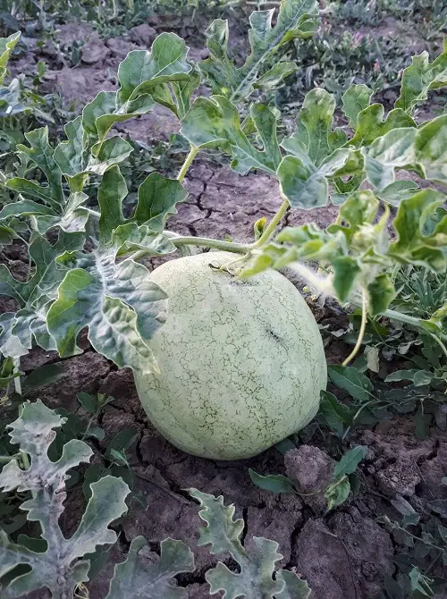Various Watermelon Varieties That You Can Plant