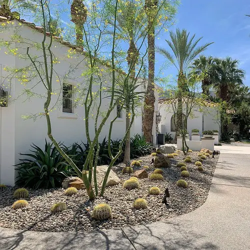 Barrel Cactus in Gravel Flower Bed
