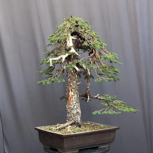 Norway Spruce Bonsai image
