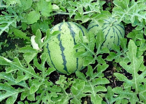 best Various Watermelon Varieties That You Can Plant