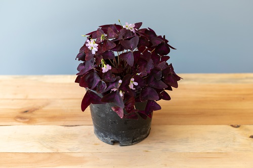 Small Houseplants indoor ideas