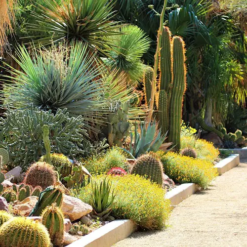 Tall Cactus and Succulents in side yard