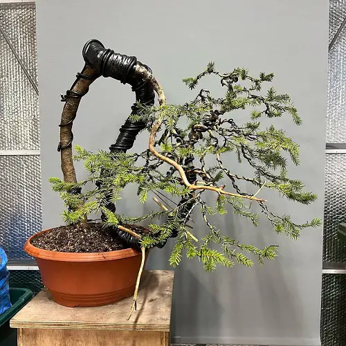 An Amazing Bent Norway Spruce Bonsai image