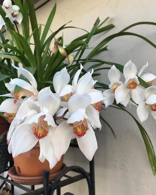 Cymbidium Orchid Varieties