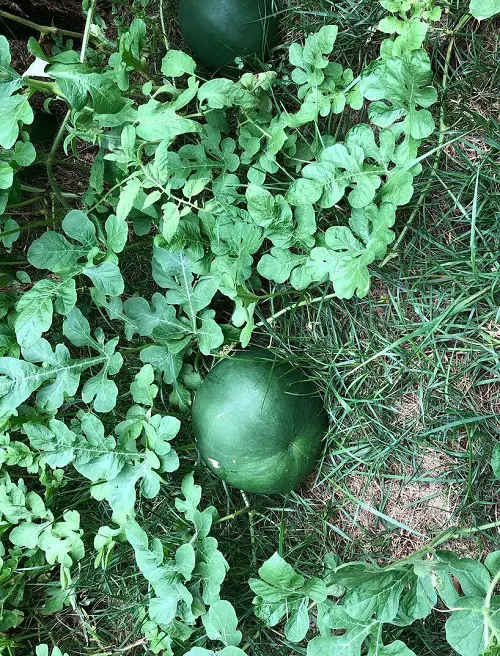 amazing Various Watermelon Varieties That You Can Plant