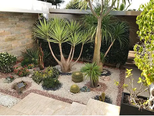 A Deserty Corner in side yard