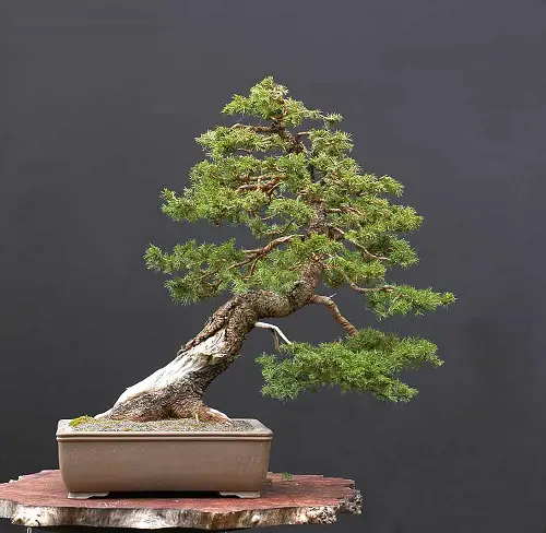 Another Tilted Norway Spruce Bonsai Tree image 