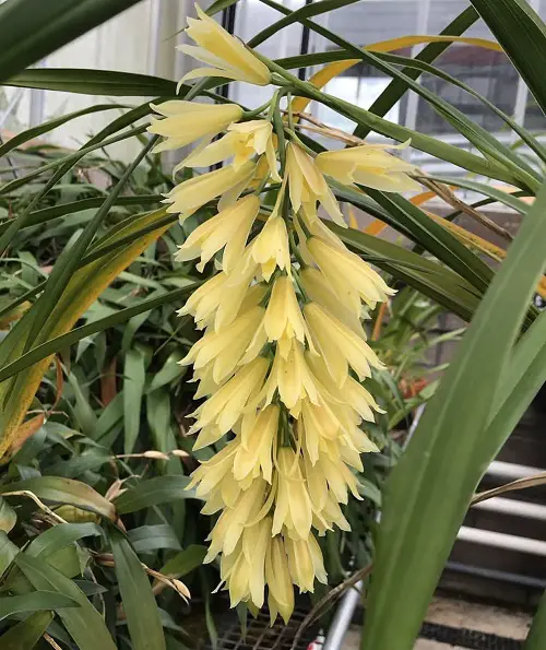 most Cymbidium Orchid Types