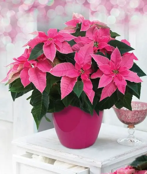 Baby Pink Poinsettia plant