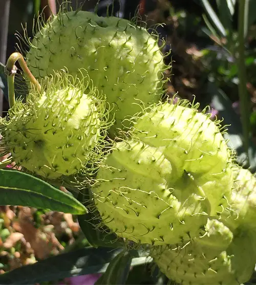 best Adult Plants That Look Like They Come Straight Out of Porn World