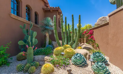 Side Yard Desert Landscaping Ideas Different Cacti and Agaves