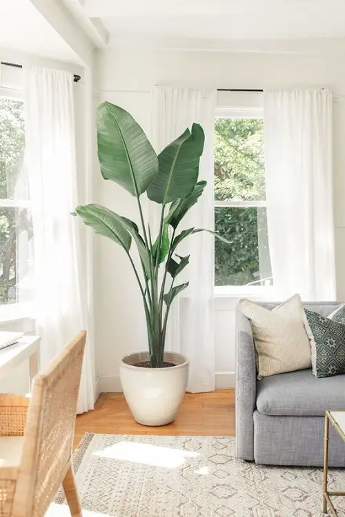 Tall Plants for Living Room Corner 