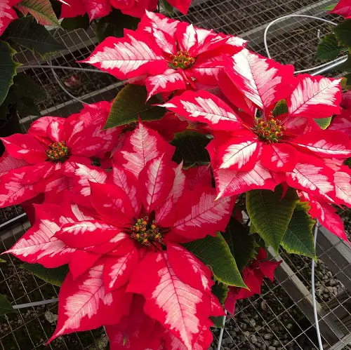 top Images of Poinsettias in Various Colours