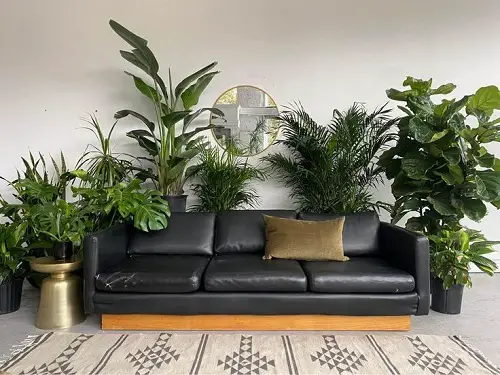 Different Plants Behind a Long Couch