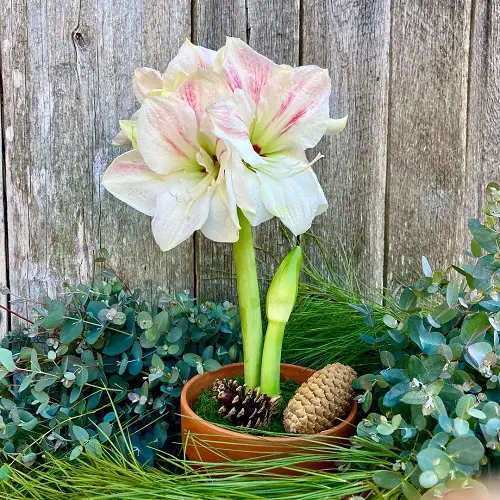 Best Winter Houseplants