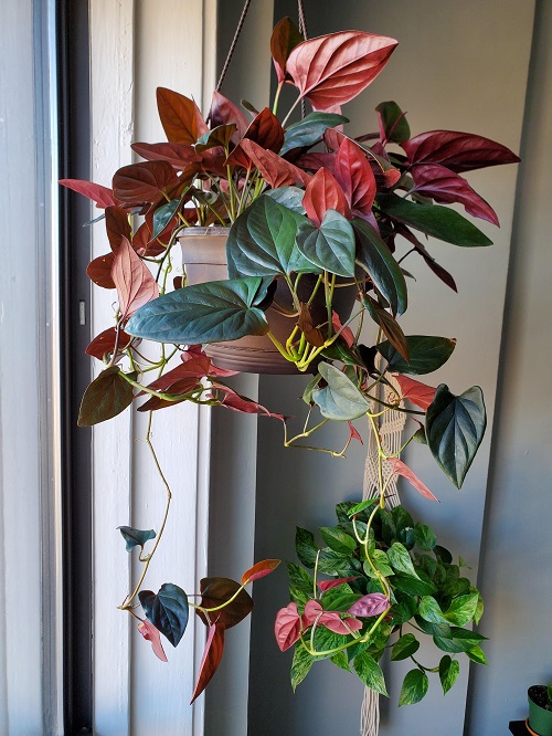 Top Red Leaf Indoor Plants You Can Grow 2