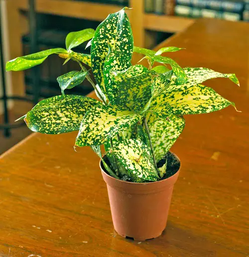 best Polka Dot Print Houseplants