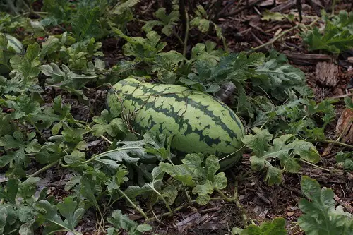 best Different Types of Watermelons You Can Grow