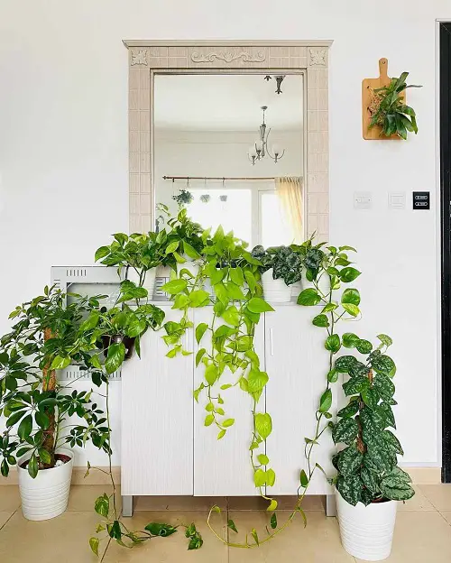 Rules for Decorating with Houseplants 