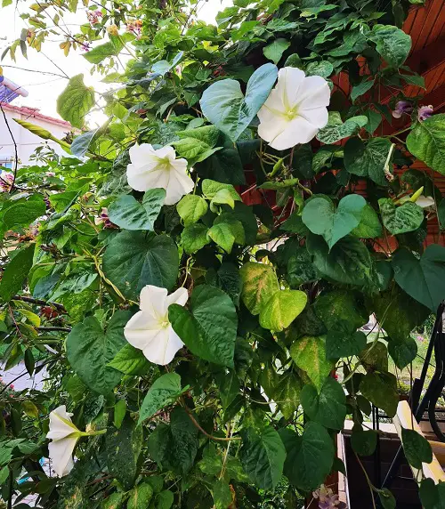 top Flowers that Bloom at Night
