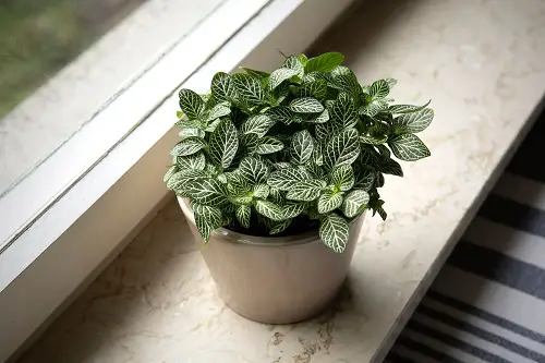 top Colorful Foliage Houseplants