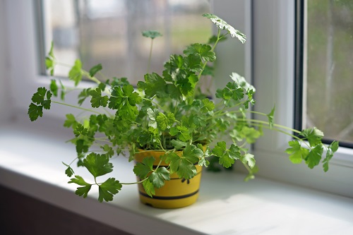 16 Best Herbs for Windowsill Gardening 2