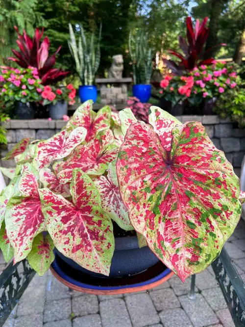 How to Grow a Big Caladium