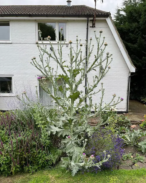 beautiful Non-Native Weeds with Thistle