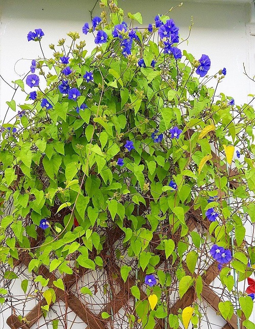 Beautiful Creeper Vine  3