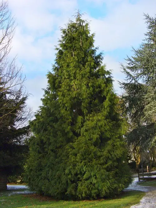 best Different Types of Arborvitae Varieties 3