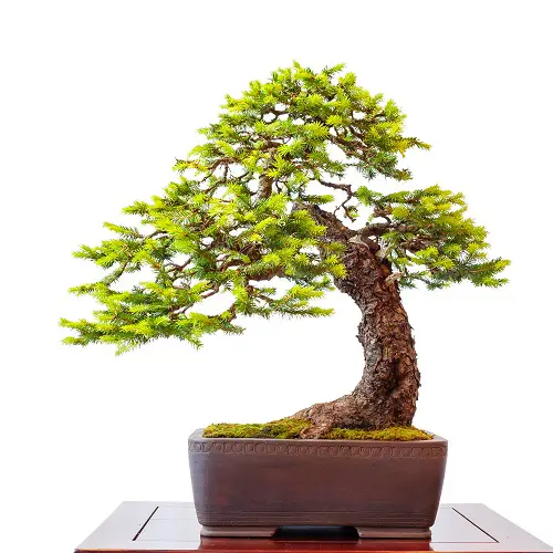Norway Spruce Bonsai with Bright Foliage
