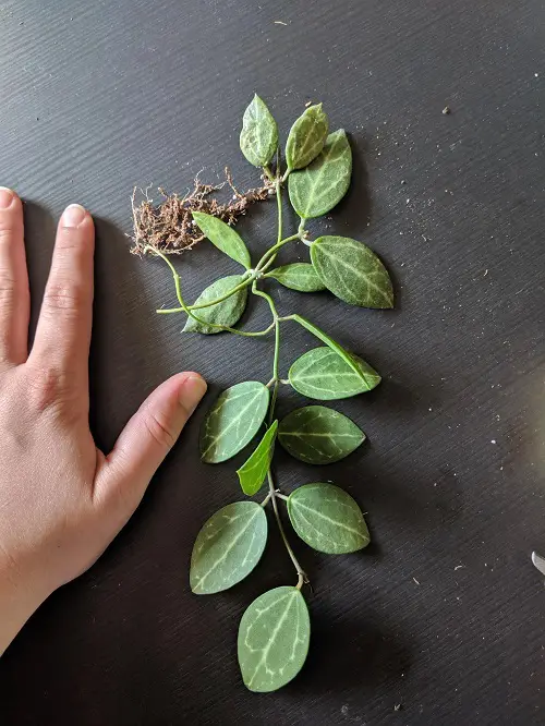 Propagating Dischidia ovata