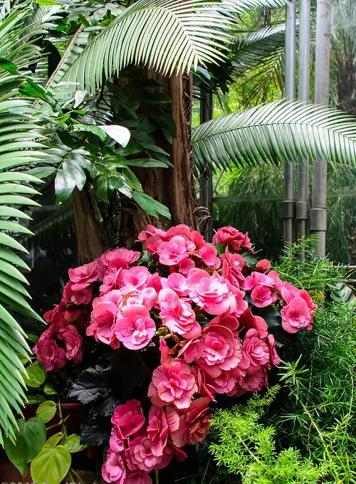 top best Beautiful Pink Begonia Pictures to Inspire You into Growing the Plant!