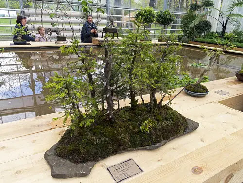 Norway Spruce Bonsai Trees Pictures 26