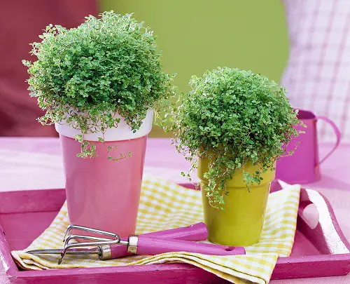 top best indoor Plant Cuttings for Interior Vases That Look Good