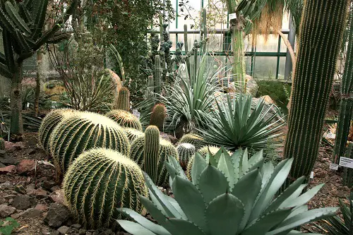 Large Agaves and Cacti in side yard Corner