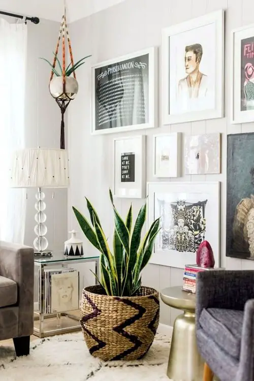Black Gold Snake Plant and Macrame Hanging Pot