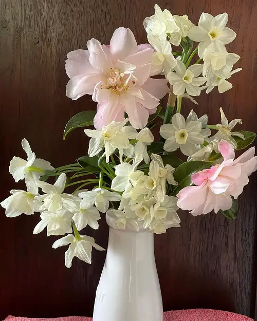 top Vase-Appealing Indoor Plant Cuttings